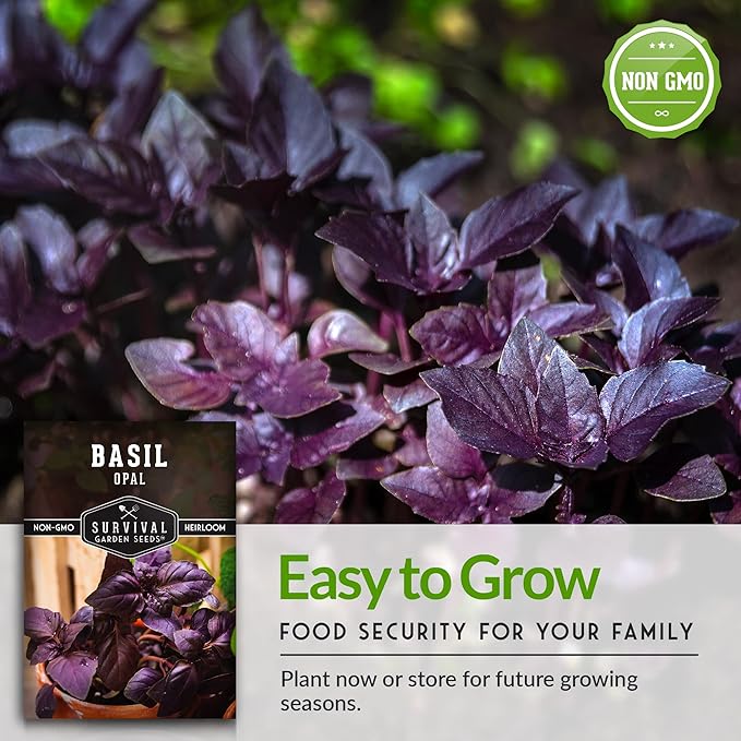 Survival Garden Seeds - Opal Basil Seed for Planting - 2 Packs with Instructions to Plant and Grow Delicious & Unique Purple Basil Herb Plants in Your Home Vegetable Garden - Non-GMO Heirloom Variety