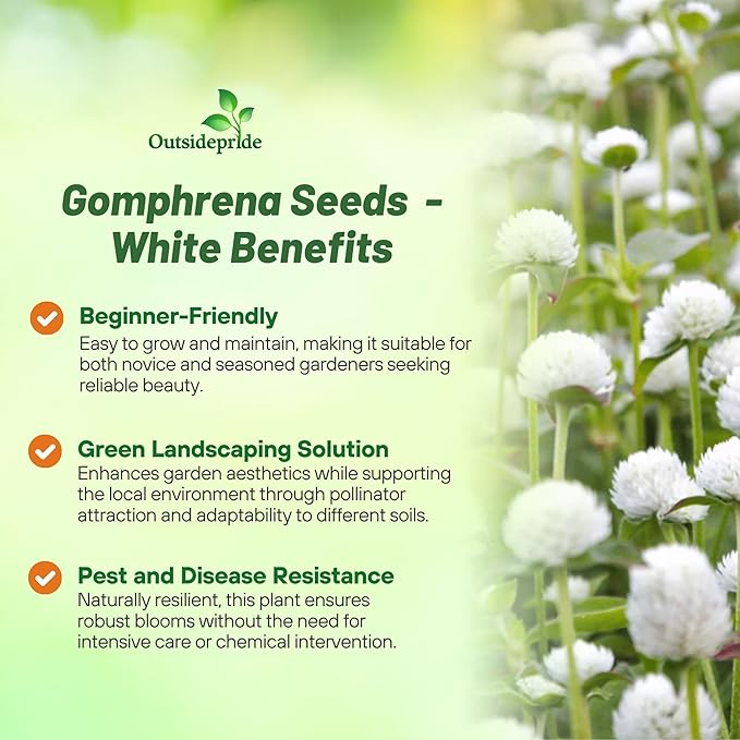 Outsidepride 2000 Seeds Annual White Gomphrena Globosa Flower Seed for Planting