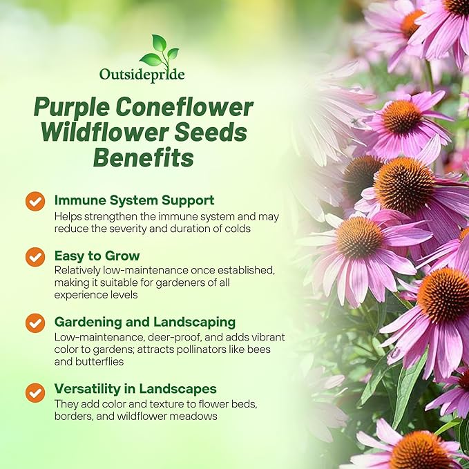 Outsidepride 1/4 lb. Perennial Echinacea Purple Coneflower Wild Flower Seed for Planting