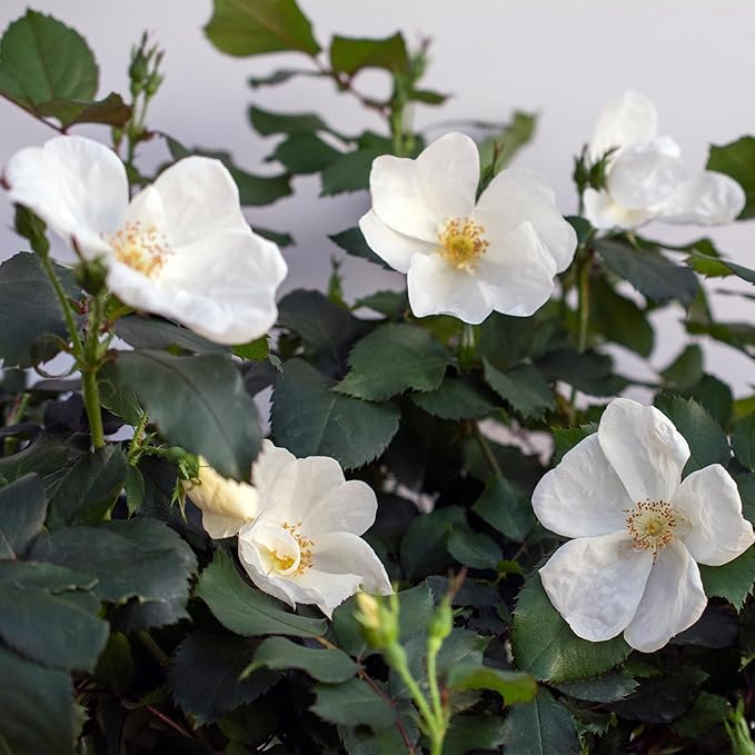 2 Gallon Knock Out Rose White Shrub