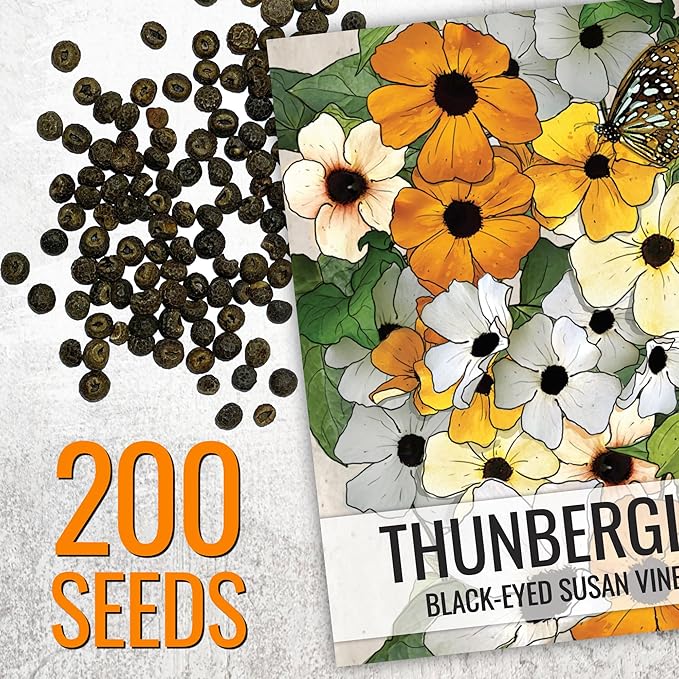 Seed Needs, Black-Eyed Susan Vine Seeds - 100 Heirloom Seeds for Planting Thunbergia alata - Annual Vining Flowers to Cover a Fence or Trellis (2 Packs)
