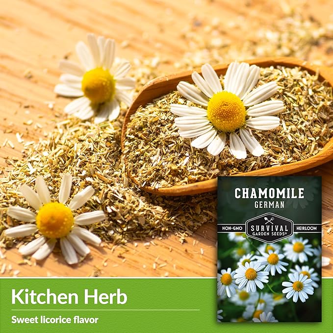 German Chamomile Seeds for Planting - 3 Packets with Instructions to Plant and Grow Matricaria chamomilla in Your Home Herb Garden - Non-GMO Heirloom Variety - Survival Garden Seeds