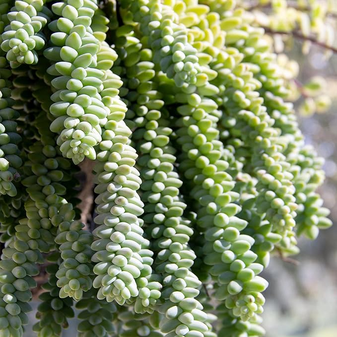 6" Sedum Burrito, Burros Tail Succulent Plants Live Succulent, Sedum Plants Live Succulents Plants Live Houseplants Live Indoor Plants Live Plants Indoor House Plants Indoors Live by Plants for Pets