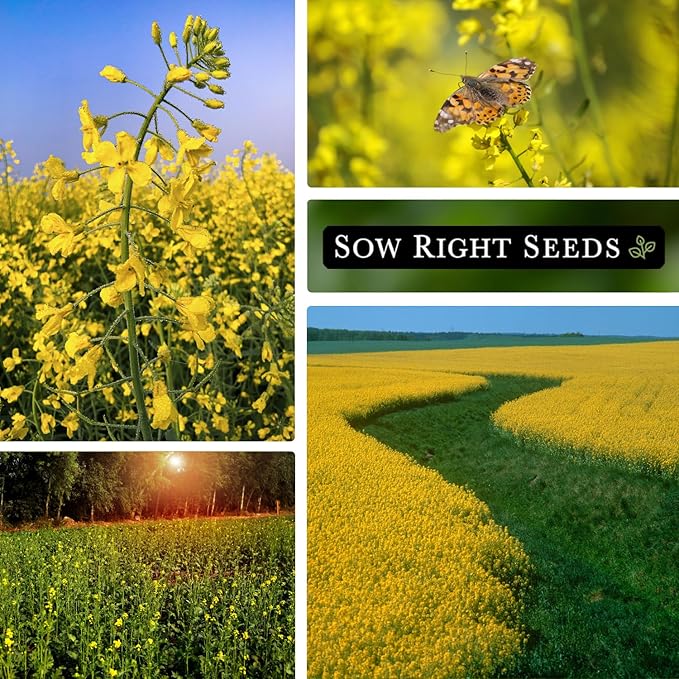 Sow Right Seeds - Yellow Mustard Seed for Planting - Cover Crops to Plant in Your Home Garden - Enriches Soil - Suppresses Weeds - Cold Hardy - Non-GMO Heirloom Seeds - Great Gardening Gift (1)