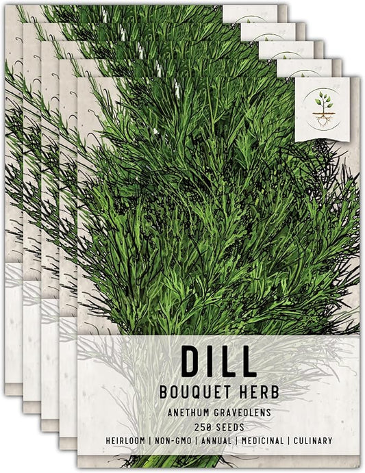 Seed Needs, Bouquet Dill Seeds - 250 Heirloom Seeds for Planting Anethum graveolens - Culinary Herb to Grow Indoors or Outdoors, Non-GMO & Untreated (5 Packs)