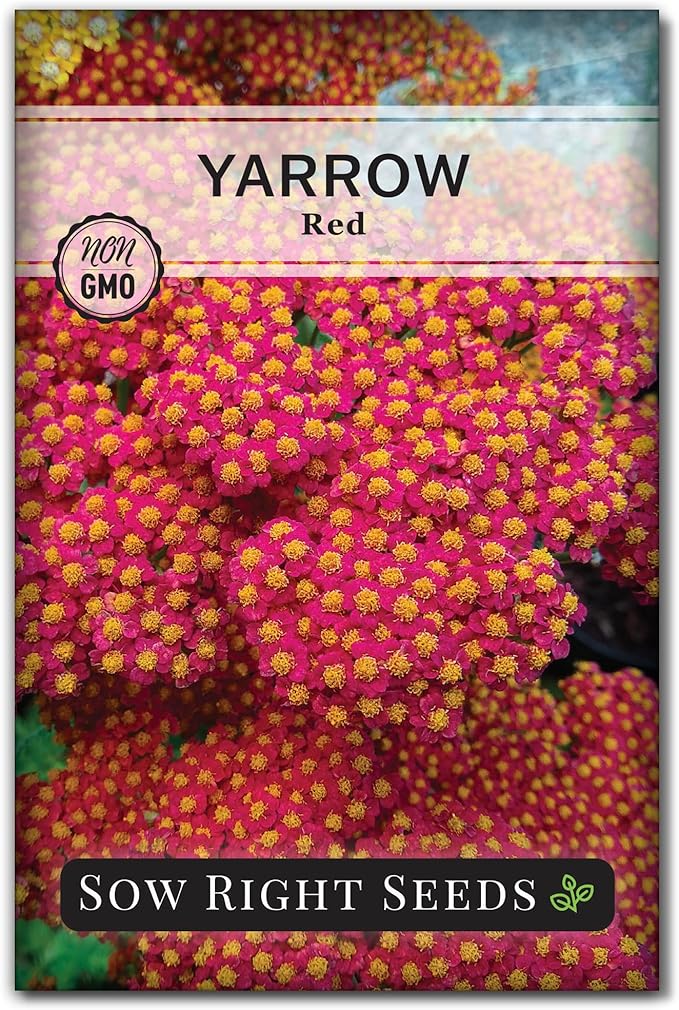 Sow Right Seeds - Achillea Yarrow Red Seeds for Planting - Flowering Herb to Plant in Your Home Garden - Non-GMO Heirloom Packet with Instructions - Favorite Perennial to Attract Pollinators