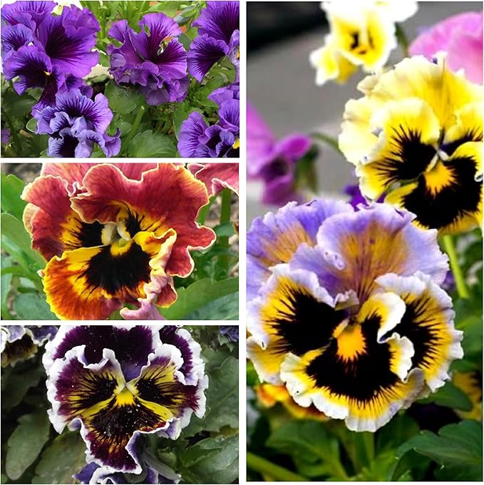 Seed Needs, Rococo Pansy Seeds - 600 Heirloom Seeds for Planting Viola Germania - Colorful Blooms for an Outdoor Flower Garden, Attracts Pollinators (1 Pack)