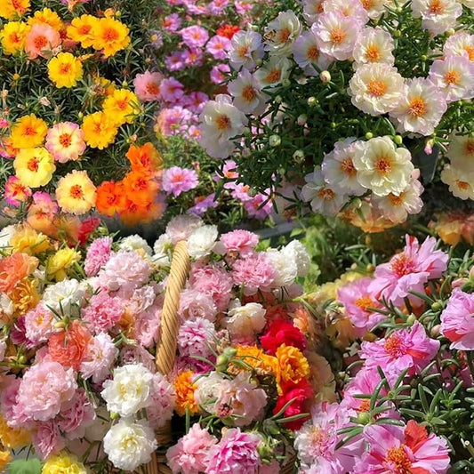 20000+ Double Moss Rose Seeds for Planting - Annual Portulaca Flower Seeds to Plant Outside, Mexican Rose, Sun Rose, Rock Rose, 4 Seasons 5 Grams