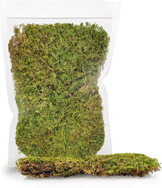 Preserved Sheet Moss in Natural Green | Decorative Real Natural Green DIY Kit Terrariums Gardenning Art Wall Decor Florist Decor Easter Table Decor Wedding - 4 Quart