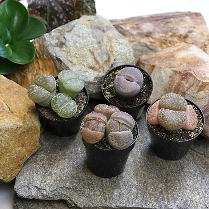 Altman Plants Giant Living Stones Succulents (4PK) XL Lithops Live Plants & Real Succulents, Pet Safe Plants & Live Succulent Plants, 2.5" Pots, Pet Friendly Plants, Live Plants in Succulent Soil Mix