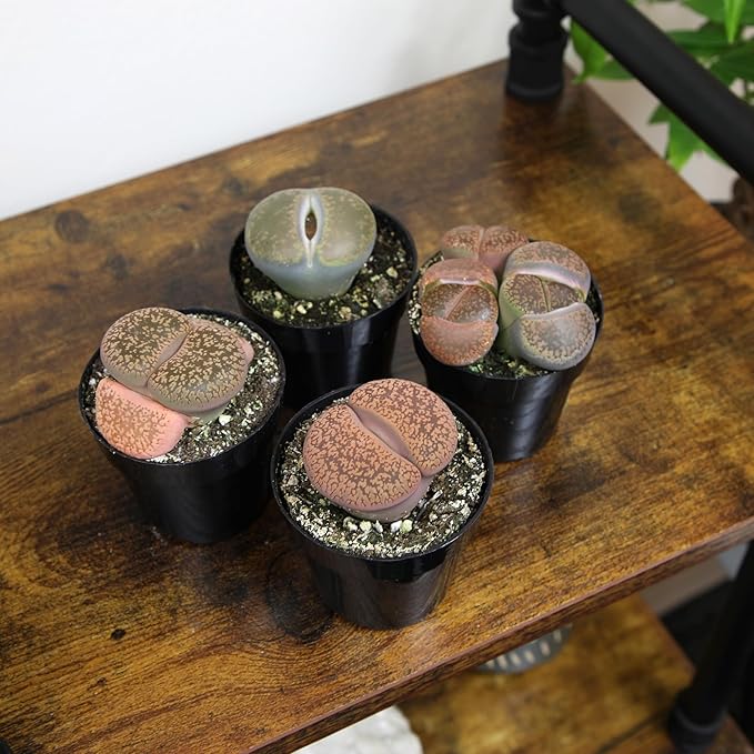 Altman Plants Giant Living Stones Succulents (4PK) XL Lithops Live Plants & Real Succulents, Pet Safe Plants & Live Succulent Plants, 2.5" Pots, Pet Friendly Plants, Live Plants in Succulent Soil Mix