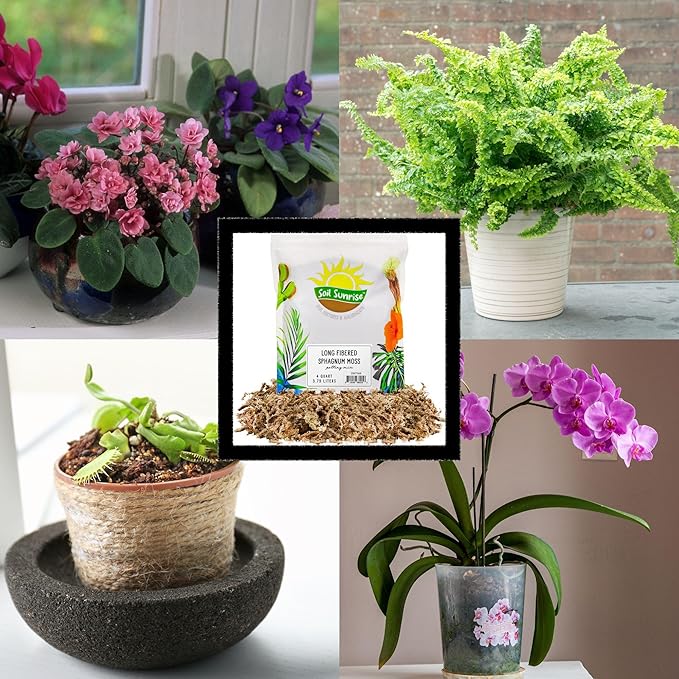 Long Fibered Sphagnum Peat Moss (4 Quarts), All Natural Dried Moss for Orchids, Carnivorous Plants, Decorating, Terrariums