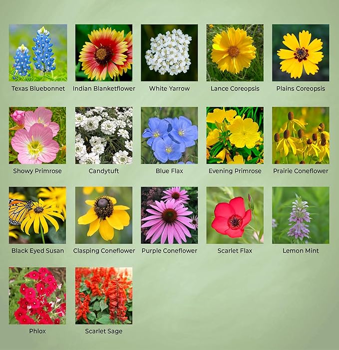 Texas Wildflower Seed Mix, Covers 325 Sq Ft, 17 Flower Varieties, Over 60,000 Seeds - Created By Nature