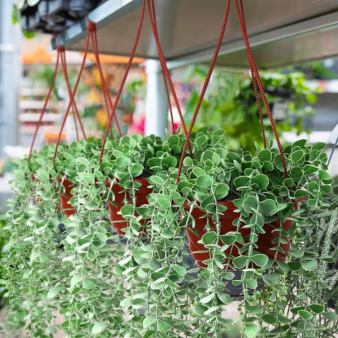 Tioncy 50 Pcs Plastic Hanging Planter Round Hanging Pot for Plants Containers with Hook Flower Plant Pots Holders for Outdoor Indoor Plant Balcony Garden Decor(Coffee)