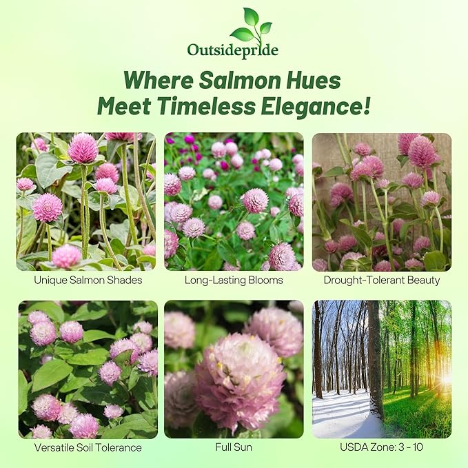 Outsidepride 1000 Seeds Annual Salmon Gomphrena Globosa Flower Seed for Planting