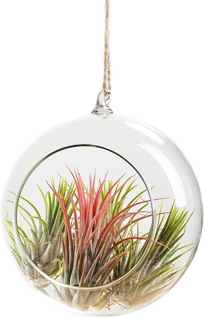 Ionantha Tillandsia Air Plants Live Indoor Plants (10PK), Air Plant Terrarium Plants Live Houseplants, Live Plants Indoor Plant Kit, Easy Care Plants for Air Plant Holder or Garden by Plants for Pets
