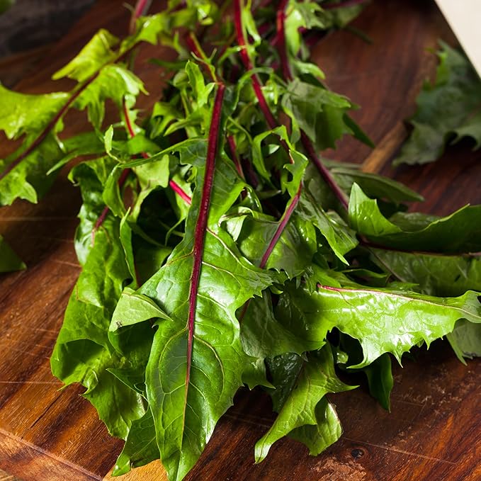 Seed Needs Garnet Stem Dandelion Seeds for Planting - Non-GMO, Heirloom & Untreated Edible Herbs - Organically Grow Your own Food for Tortoises, Rabbits & Bearded Dragons (1 Pack)