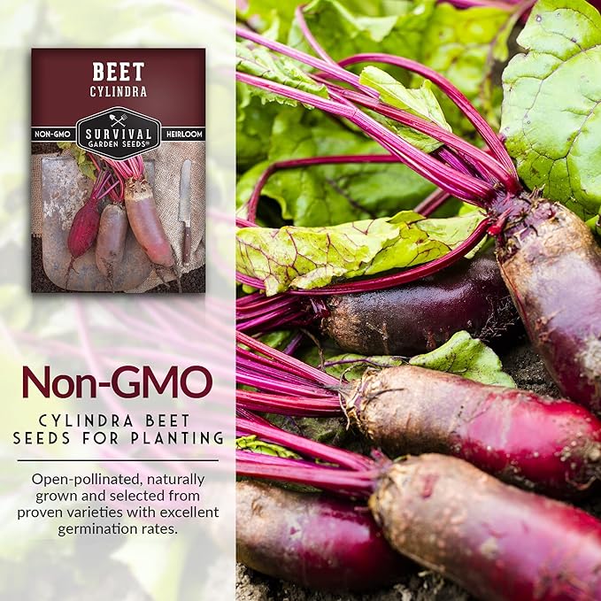 Survival Garden Seeds - Cylindra Beet Seed for Planting - 5 Packs with Instructions to Plant and Grow Dark Red Beets in Your Home Vegetable Garden - Non-GMO Heirloom Variety - Vegetable Seed