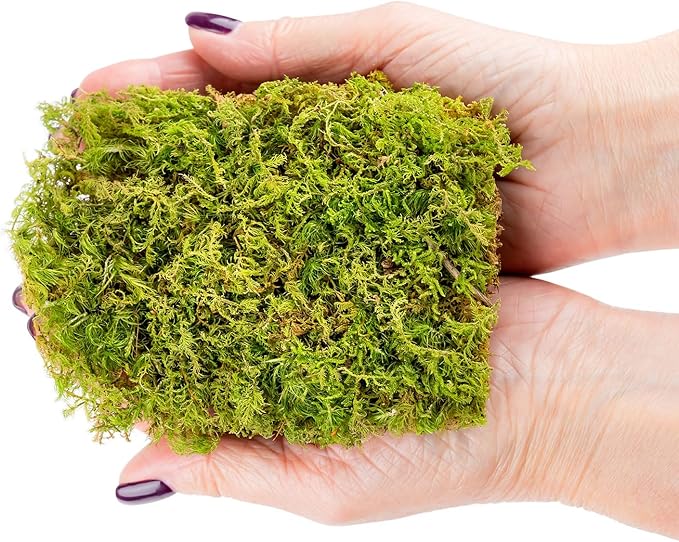 Preserved Sheet Moss in Natural Green | Decorative Real Natural Green DIY Kit Terrariums Gardenning Art Wall Decor Florist Decor Easter Table Decor Wedding - 2 Quart