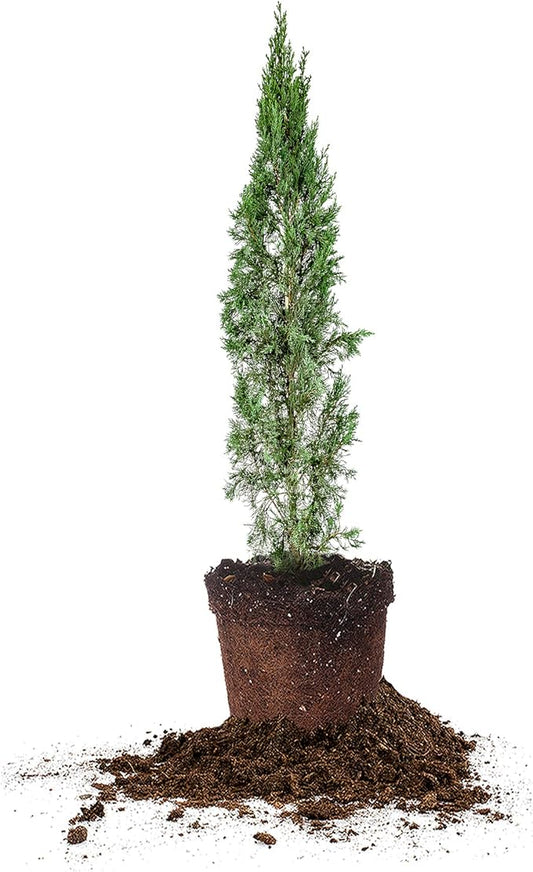 PERFECT PLANTS Italian Cypress Live Plant, 2-3', Includes Care Guide