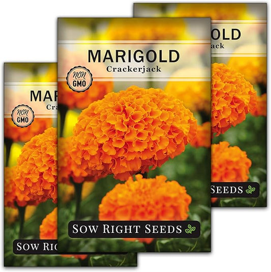 Sow Right Seeds Crackerjack African Marigold Seeds for Planting - Non-GMO Heirloom Seed Packet with Instructions - Companion Plant - Orange & Yellow Blooms Attract Pollinators, Deter Mosquitoes (3)