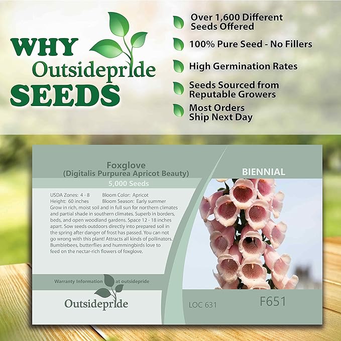 Outsidepride 10000 Seeds Biennial Digitalis Foxglove Apricot Flower Seeds for Planting