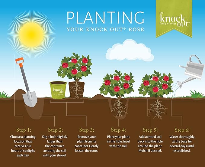 2 Gallon Knock Out Rose White Shrub