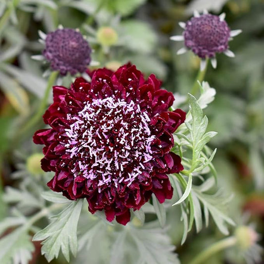 Outsidepride 400 Seeds Perennial Red Scabiosa Pincushion Flower Seeds for Planting