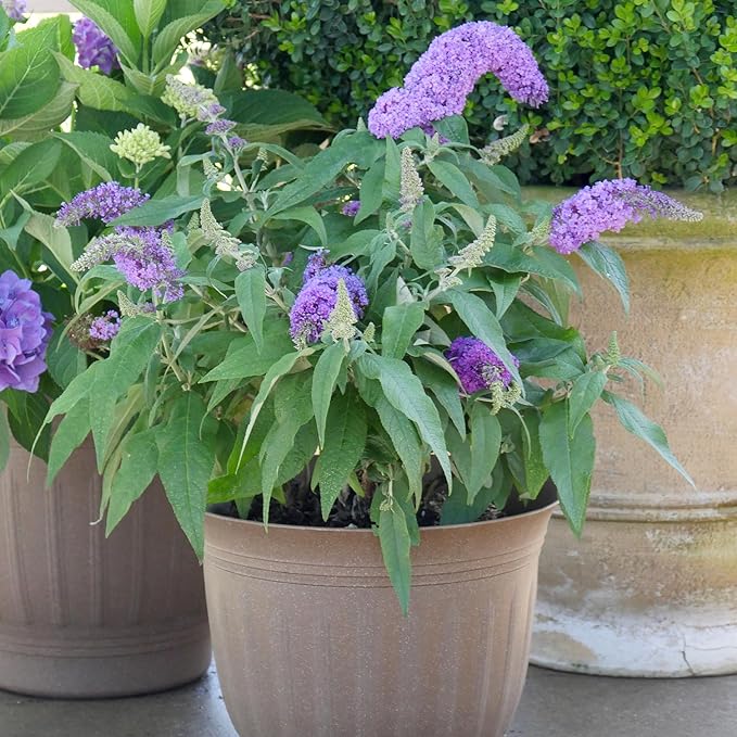 2 Gal. Pugster Ameythst Buddleia Shrub
