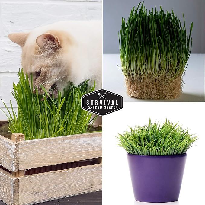 Cat Grass Seed for Planting - 2 Packets with Instructions to Plant & Grow Greens for Your Pet Indoors or Outdoors in a Container or Garden - Non-GMO Heirloom Variety - Survival Garden Seeds