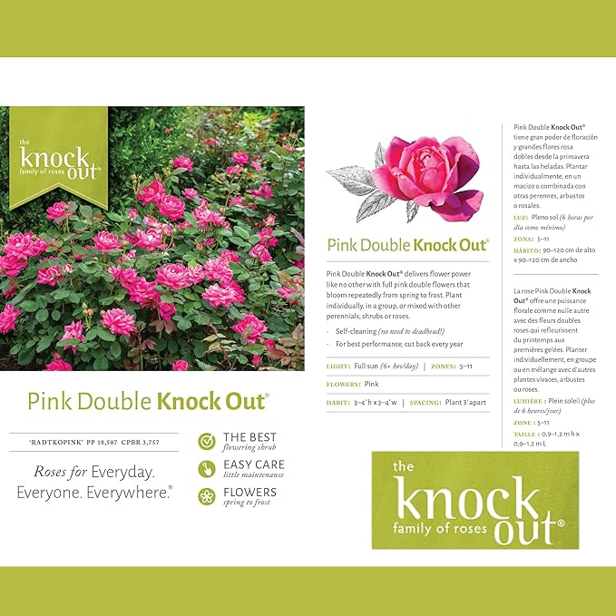 1 Gallon The Pink Double Knock Out® Rose Shrub