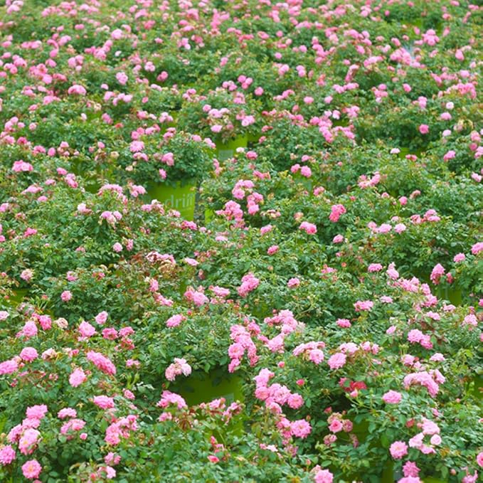 PERFECT PLANTS Sweet Drift Rose Live Plant, 3 Gallon, Dark Green and Baby Pink