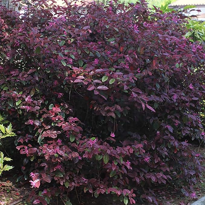 Zhuzhou LOROPETALUM - Size: 1 Gallon, Live Plant, Includes Special Blend Fertilizer & Planting Guide (Pack of 2)