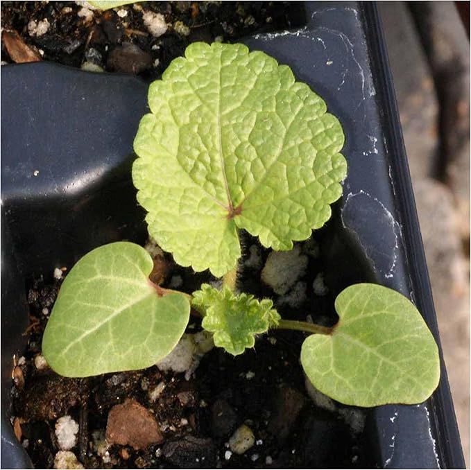 Seed Needs, Black Hollyhock Seeds - 100 Heirloom Seeds for Planting Alcea rosea - Great for Gothic Gardens, Open Pollinated Biennial That Attracts Pollinators (1 Pack)