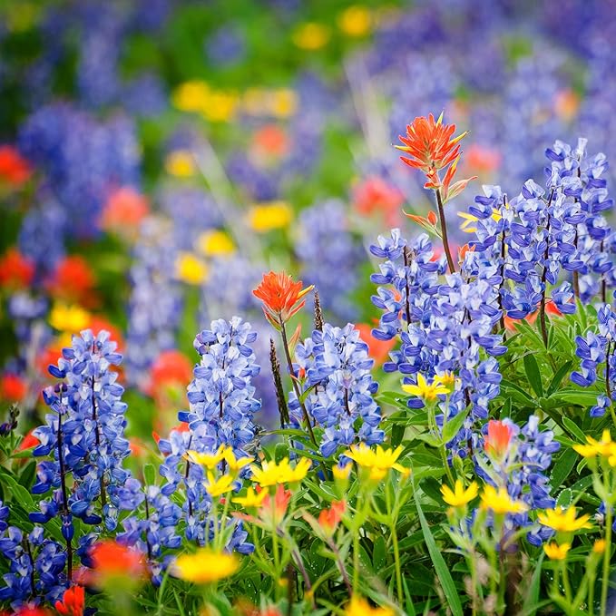 Texas Wildflower Seed Mix, Covers 325 Sq Ft, 17 Flower Varieties, Over 60,000 Seeds - Created By Nature