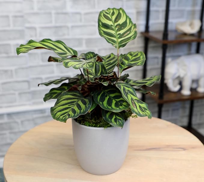 Non-Toxic Calathea Prayer Plant Decor, Desk Plant in 4" Stone Planter, Pet Safe Plants, Live Plant for Low Light Home, Calathea Plant Gift, Decorative Plants & House Plants by Plants for Pets