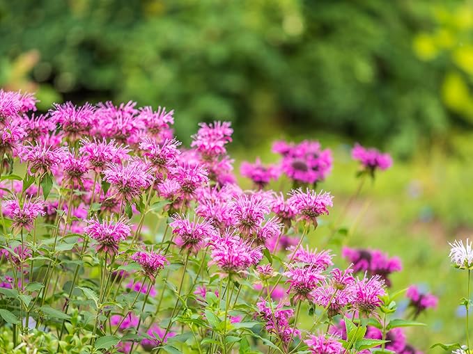 TKE Farms & Gardens - Wild Bergamot Bee Balm Seeds, 1000+ Heirloom Non-GMO Perennial Herb Seeds for Indoor/Outdoor Gardens, Attracts Butterflies & Pollinators, Monarda fistulosa