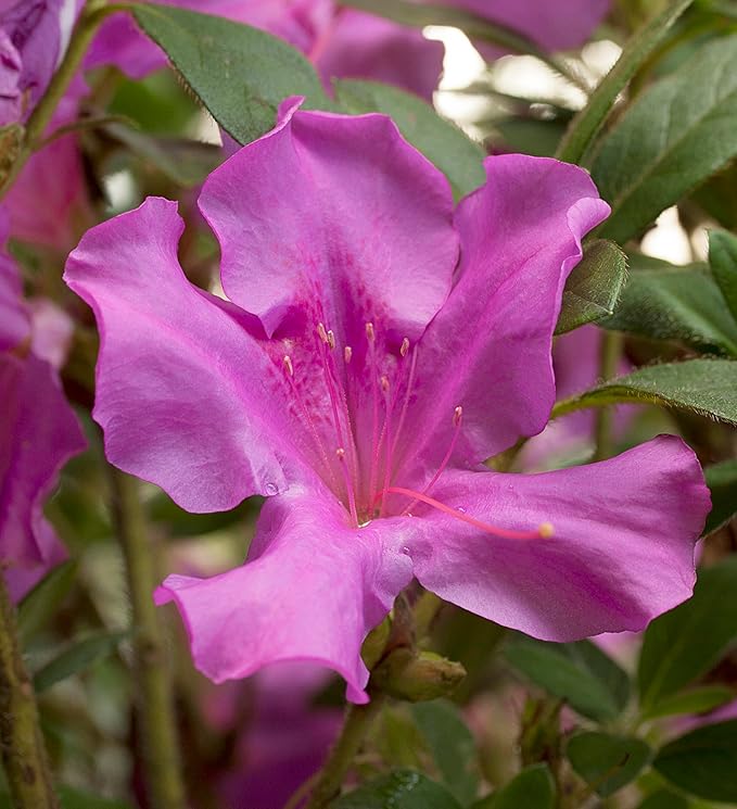 2 Gal. Autumn Royalty Shrub