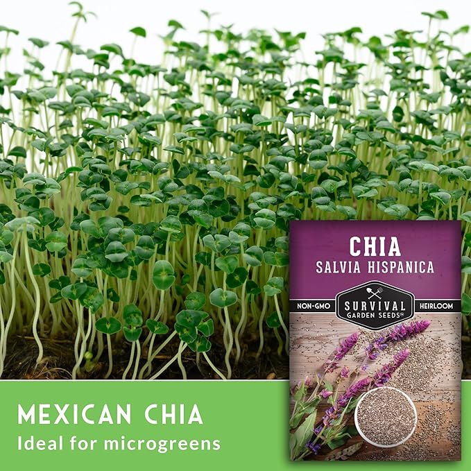 Mexican Chia Seed for Planting - 1 Packet with Instructions to Plant and Grow Mexican Chia in Your Home Vegetable Garden - Non-GMO Heirloom Variety - Survival Garden Seeds