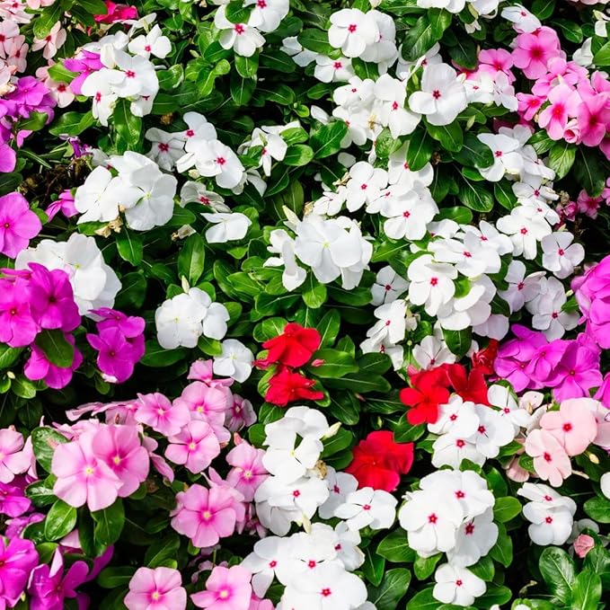 1000+Perennial Vinca Periwinkle Flower Seed for Planting-Non-GMO Heirloom Annual Ground Cover Seeds