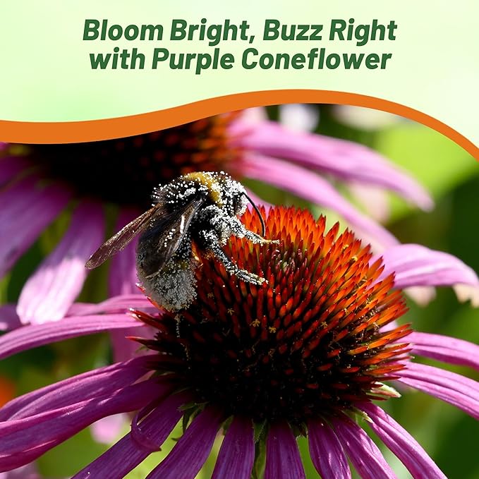 Outsidepride 1/4 lb. Perennial Echinacea Purple Coneflower Wild Flower Seed for Planting