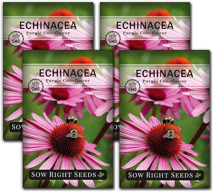 Sow Right Seeds - Purple Coneflower/Echinacea Flower Seeds for Planting - Non-GMO Heirloom - Plant for an Herbal Tea Garden - Attract Pollinators - Great Cut and Come Back Flower (4)