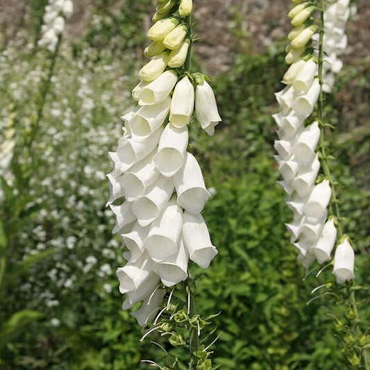 Outsidepride 5000 Seeds Biennial Digitalis Foxglove White Flower Seeds for Planting