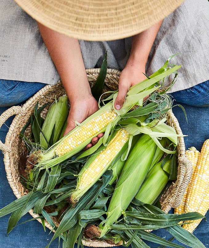 Burpee Peaches & Cream Sweet Corn Seeds 200 seeds