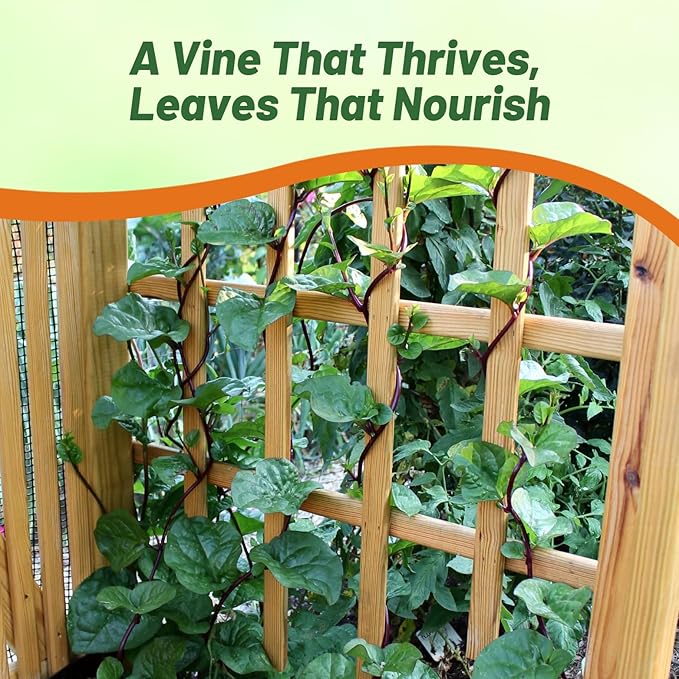 Outsidepride 100 Seeds Perennial Basella Rubra Malabar Spinach Herb Seeds for Planting