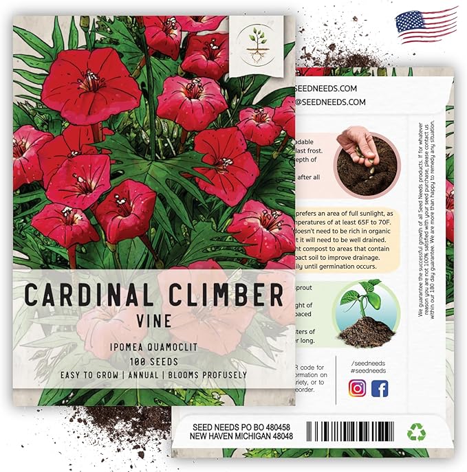 Seed Needs, Cardinal Climber Seeds - 100 Heirloom Seeds for Planting Ipomea Quamoclit - Open Pollinated & Untreated, Attracts Pollinators (1 Pack)