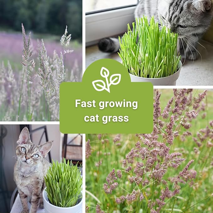 Sow Right Seeds - Catnip and Cat Grass Seed Collection for Planting Indoors or Outdoors - Includes Popular Herb Catnip and Cat Grass (100% Sweet Oat Grass) - Non-GMO Heirloom Packet - Pet Friendly