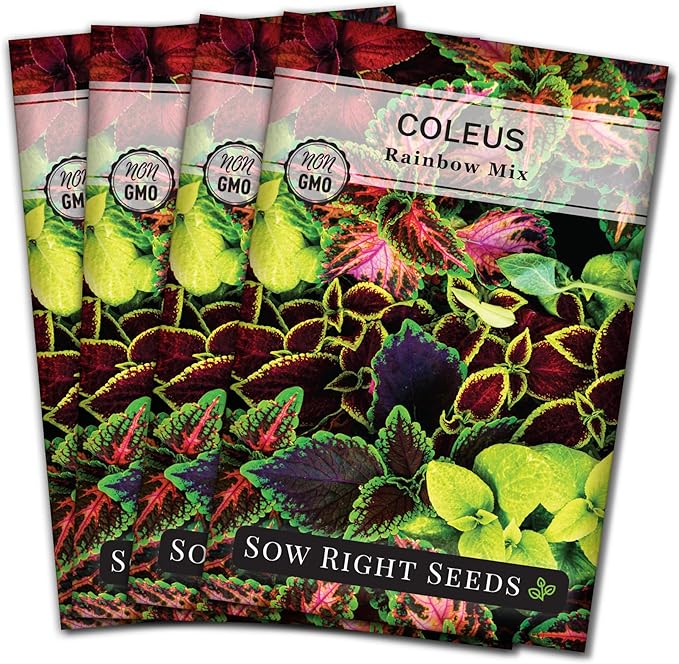 Sow Right Seeds - Coleus Rainbow Mix Seeds for Planting - Beautiful Flowers to Plant in a Home Garden - Indoors or Outdoors - Non-GMO Heirloom Seeds - Attractive & Colorful - Great Gardening Gift (4)