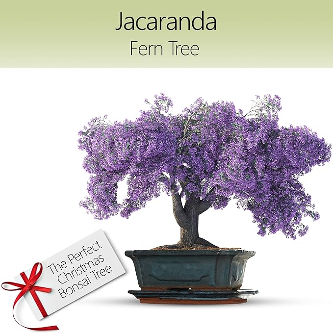 Bonsai Starter Kit – 1x Jacaranda Bonsai Tree | Complete Indoor Starter Kit for Growing Bonsai Plants with Tools & Planters – Gardening Gifts for Women & Men