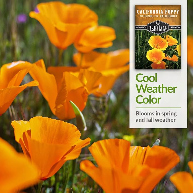 Survival Garden Seeds 2 Packets California Poppy for Planting - Seed Packs with Instructions to Grow Eschscholzia Californica Plants in Your Home Flower Garden - Non-GMO Heirloom Wildflower Variety